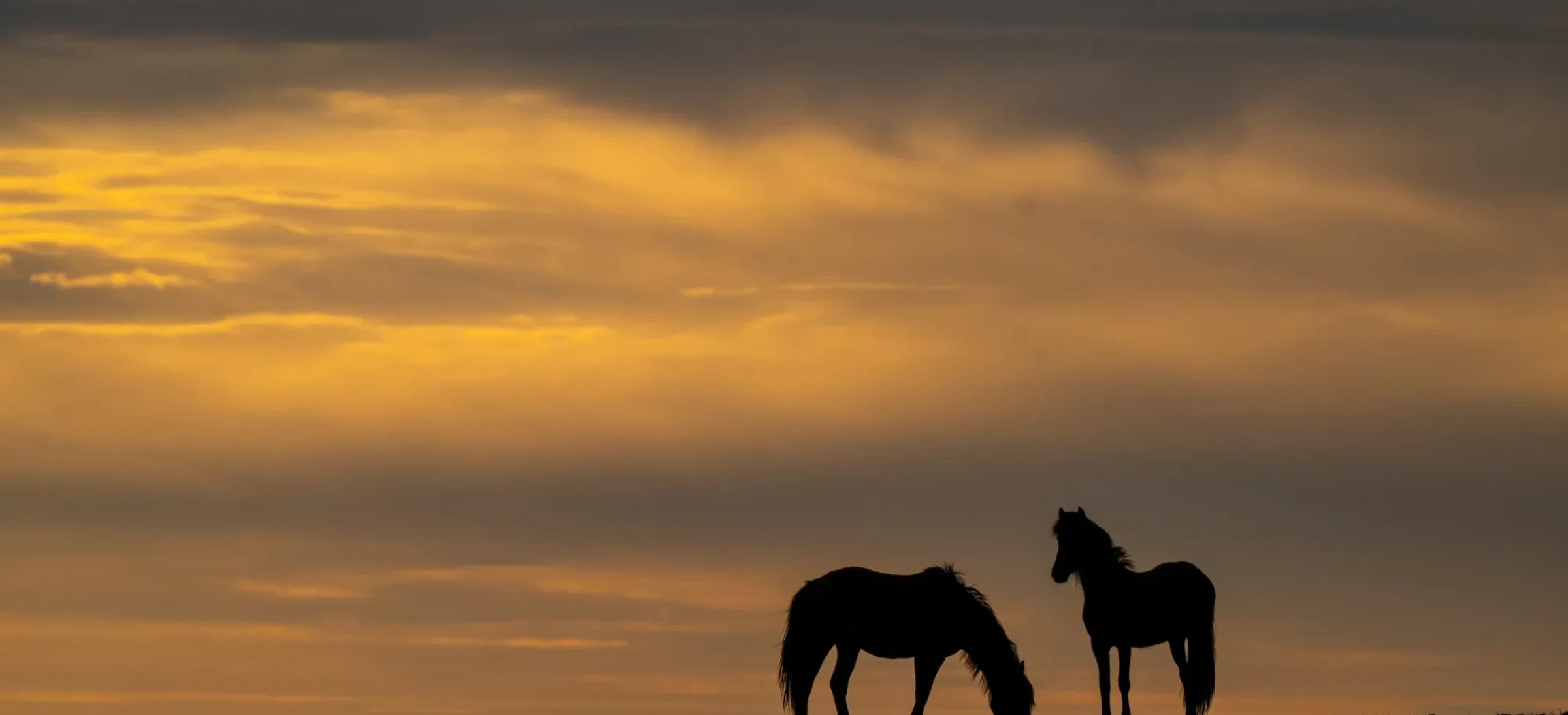 Two silhouettes of horses stood beneath colourful sky
