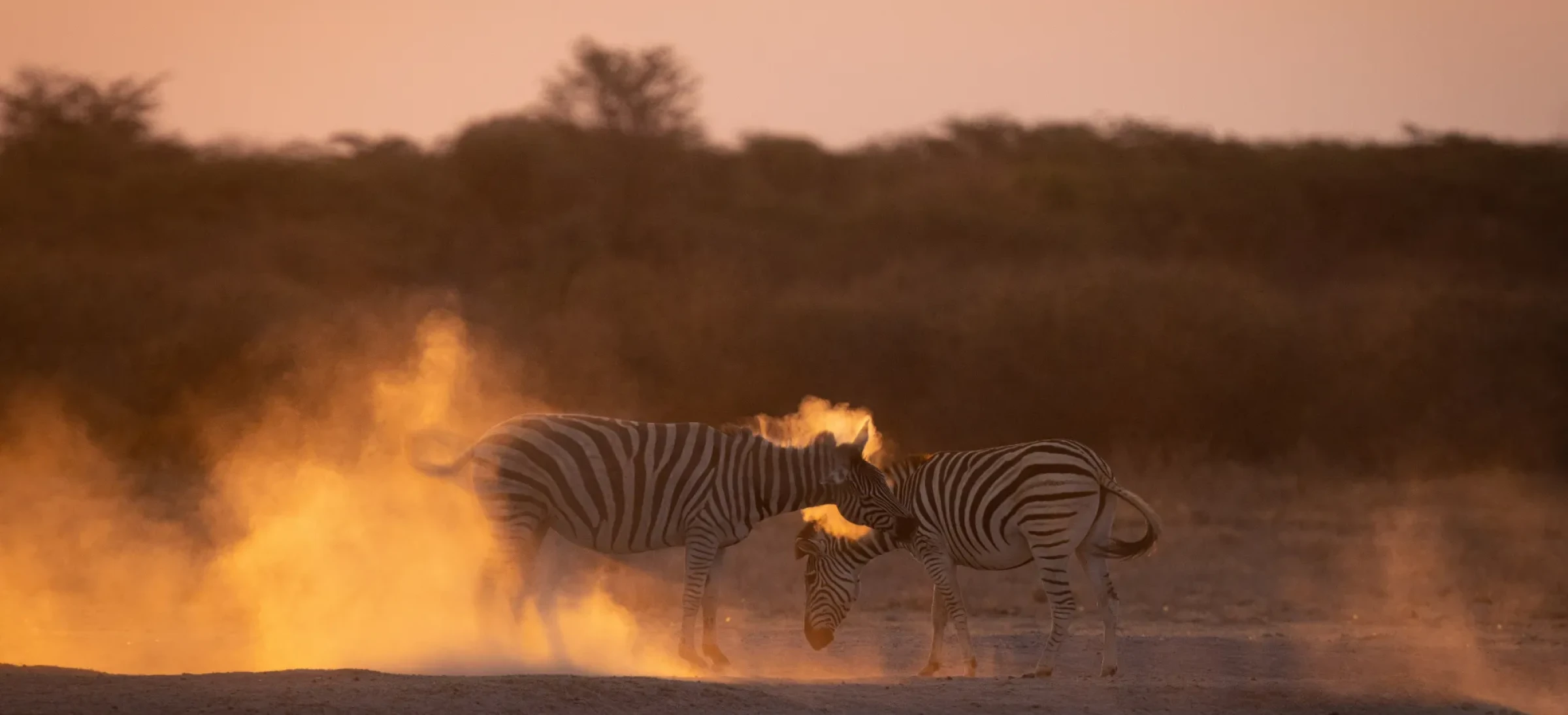 Zebra stood on sandy terrain and surrounded by golden lighting