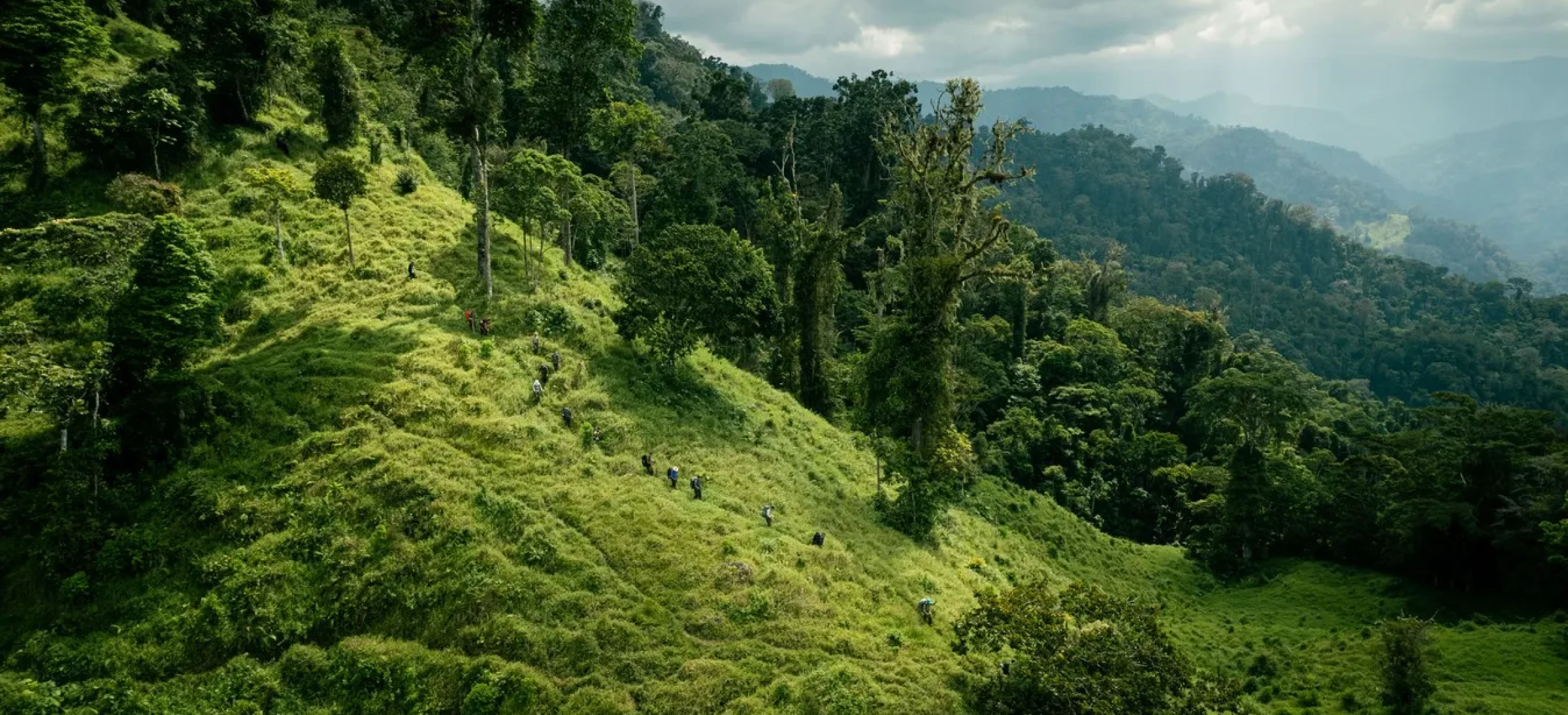 Jungle_3