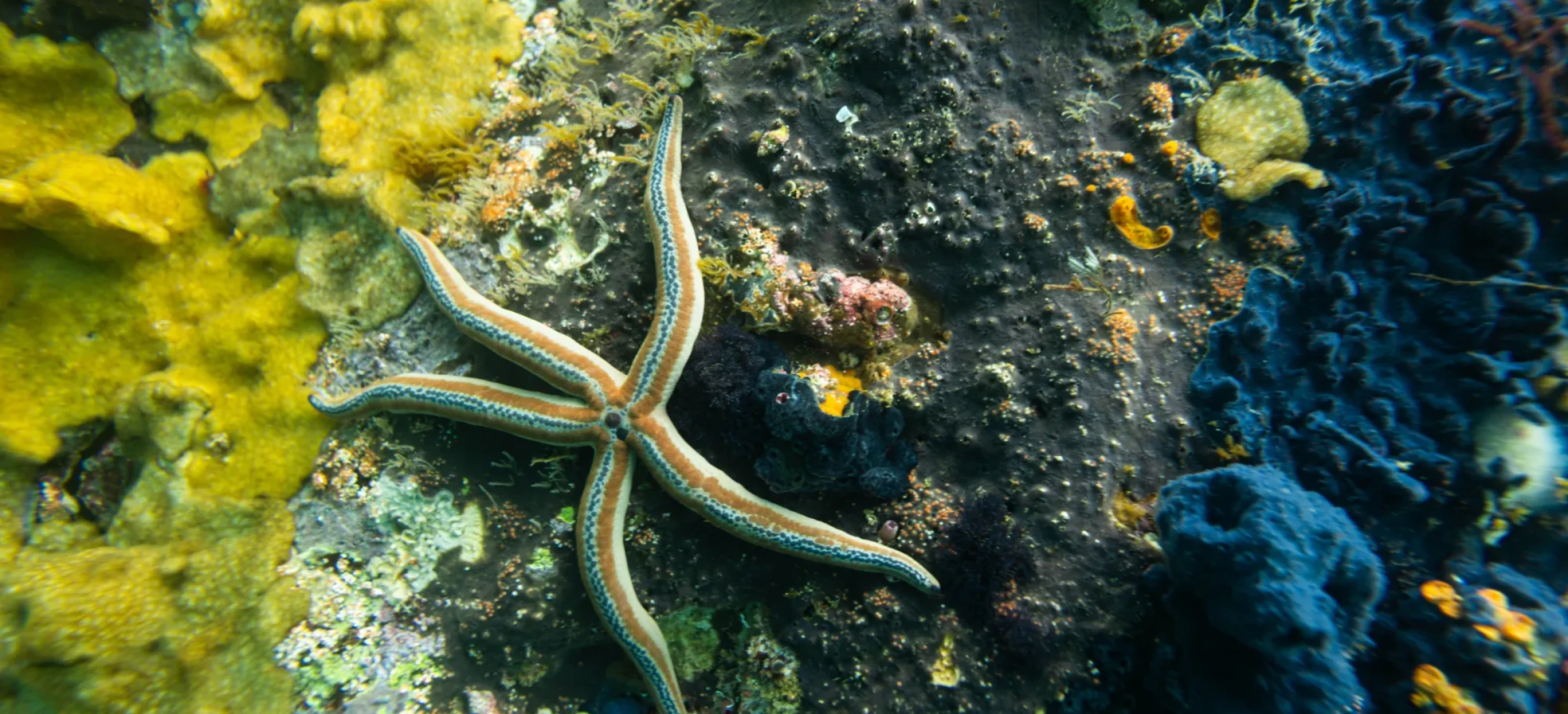 Starfish on jagged rock with greenery around