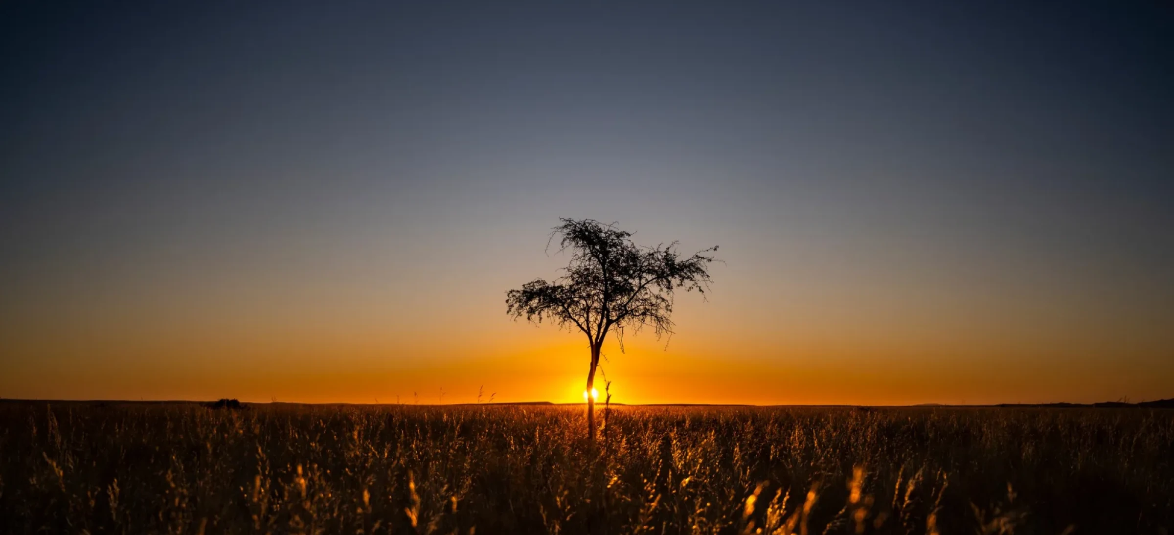 Lone tree standing infront of colourful sky