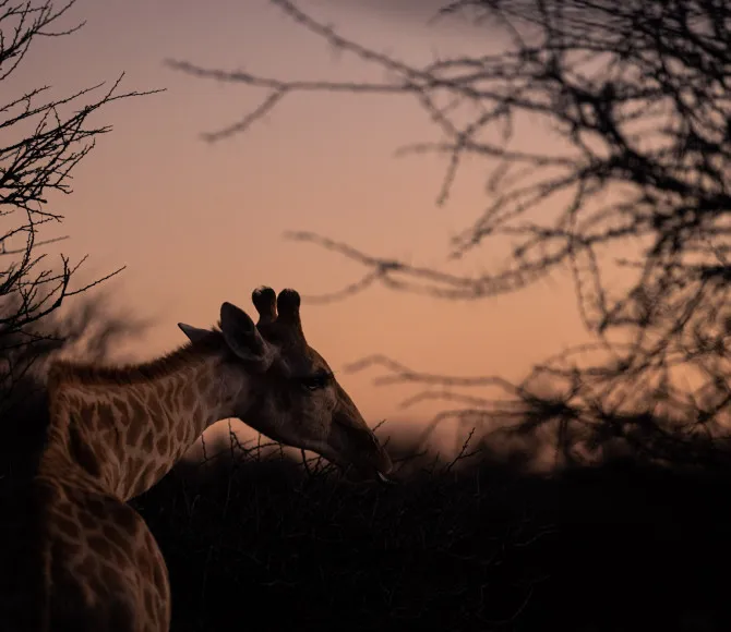 Giraffe standing with branches and pink sky behind