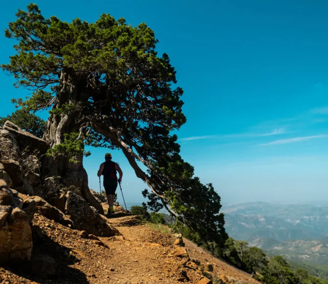 Participant running on sandy, rocky terrain, underneath a tree
