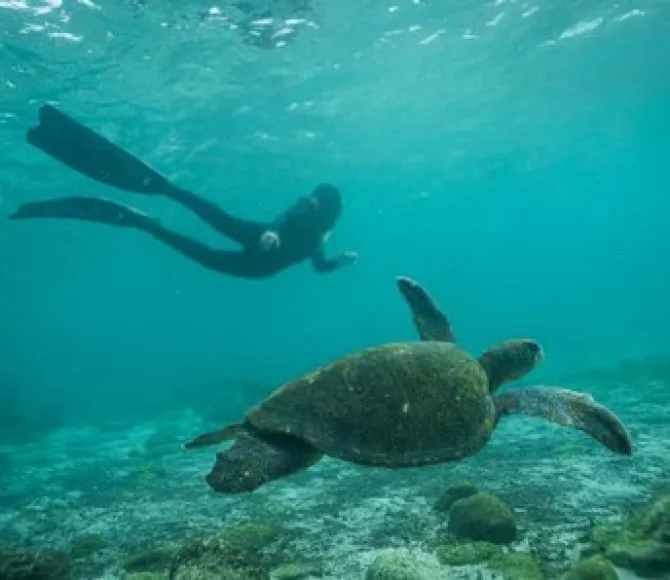 Participant swimming next to turtle in clear water