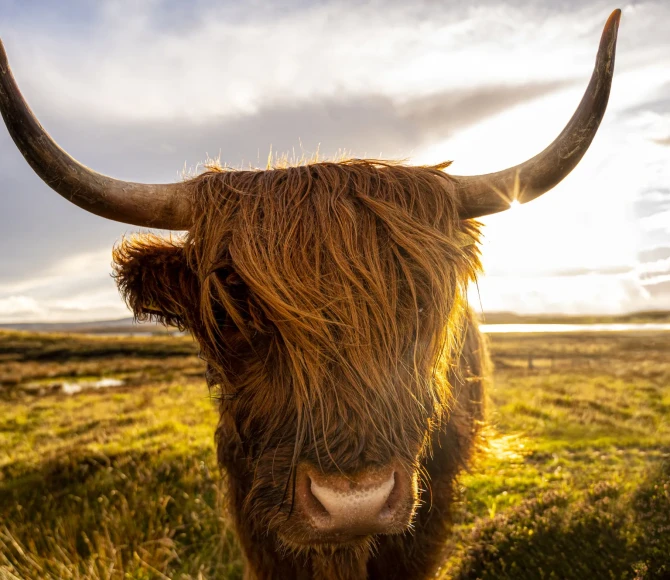 Highland cow stood in field with sunny sky above