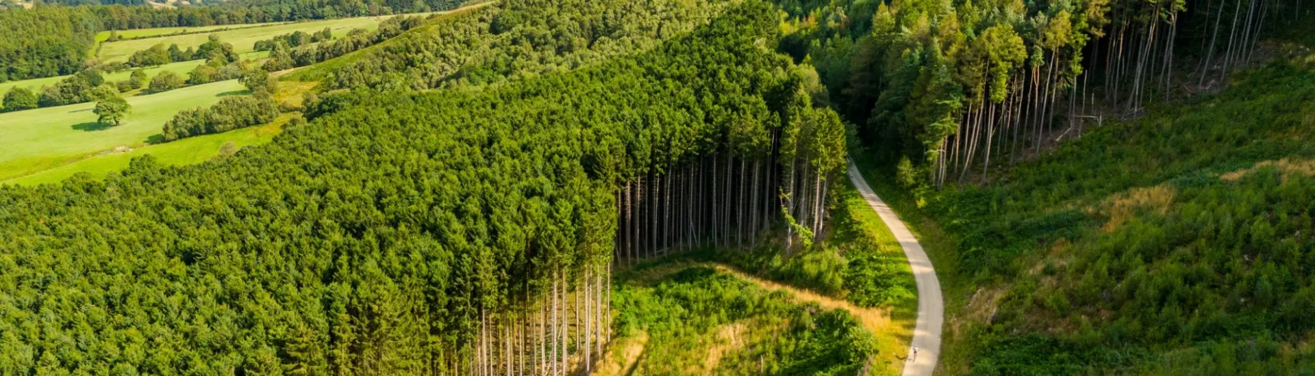 Road winding through forest