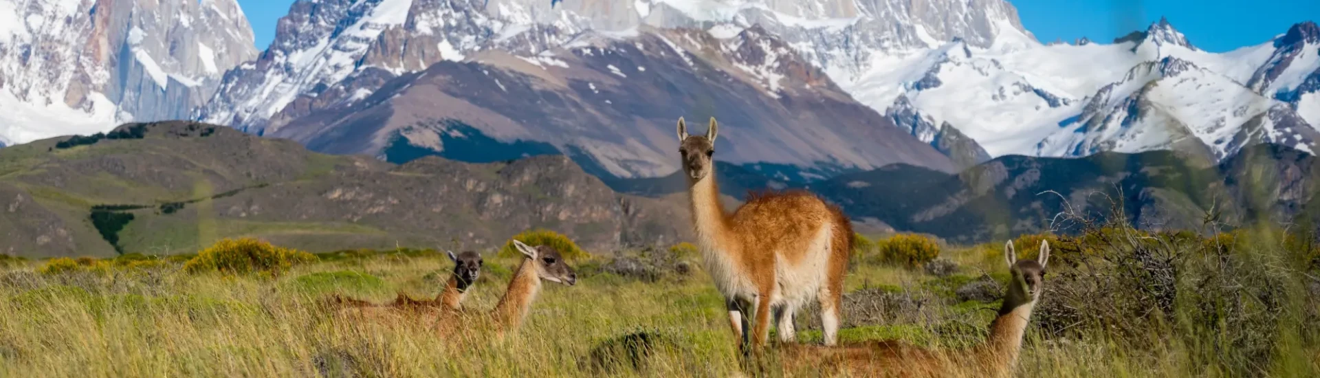 Animals stood on grass with snowy-mountains behind
