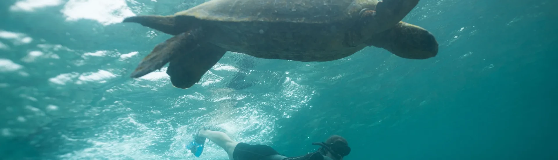 Participant swimming next to turtle in clear sea