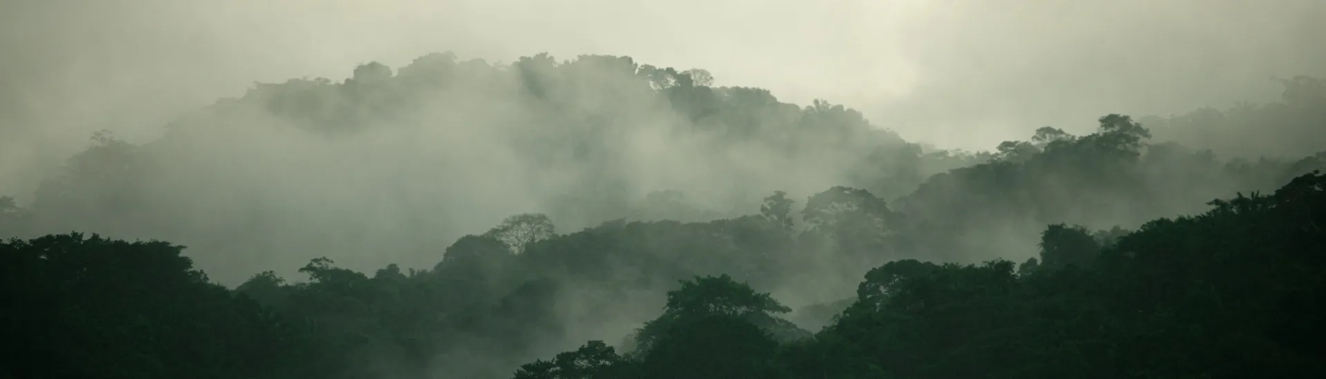Project Jungle_15