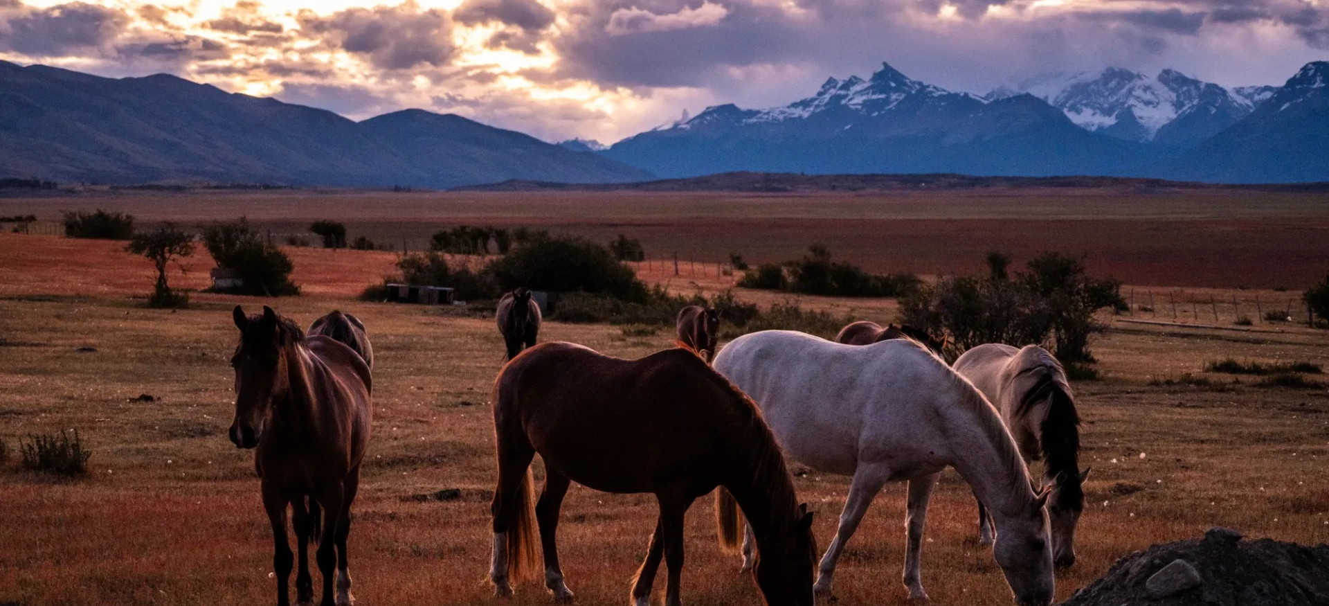 Wild horses eating grass