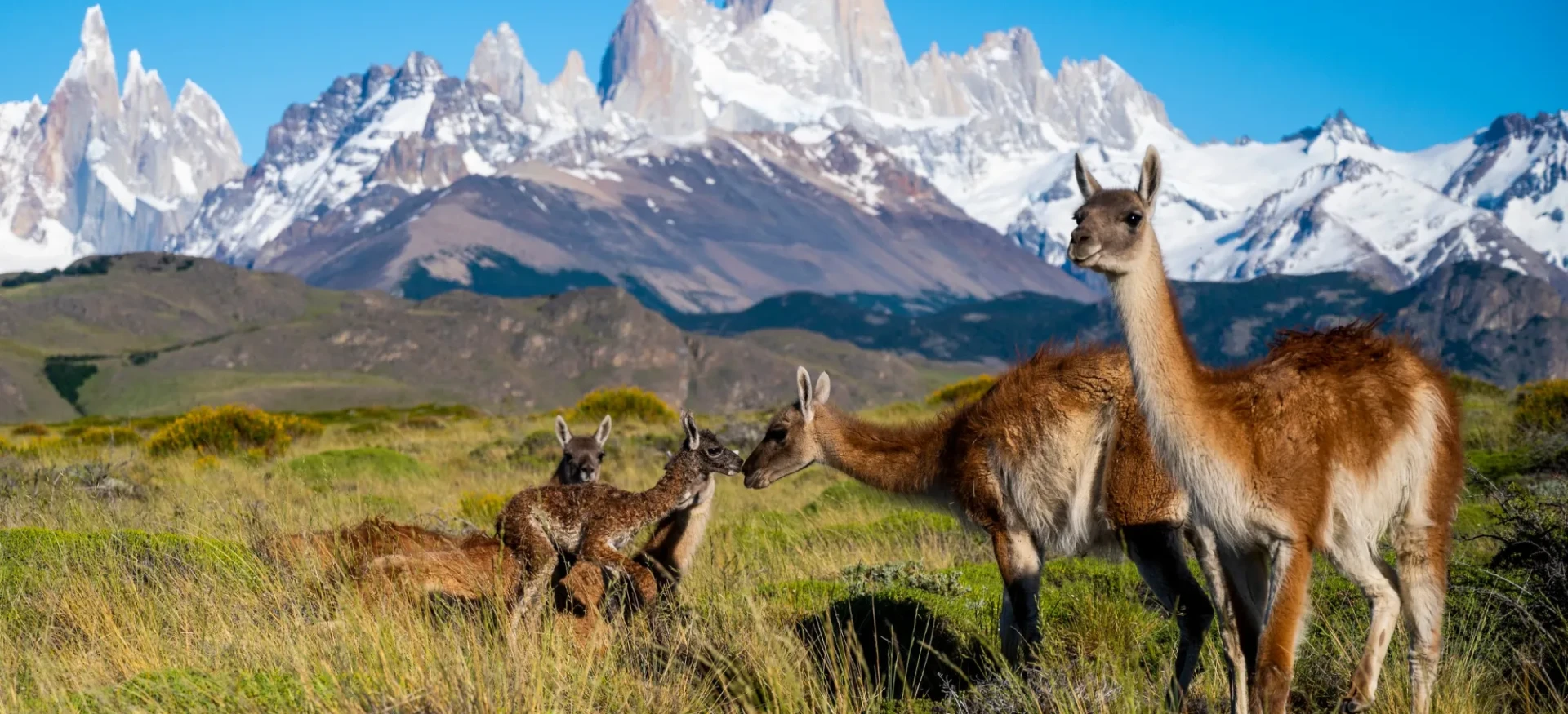 Animals stood on grass with snowy-mountains behind