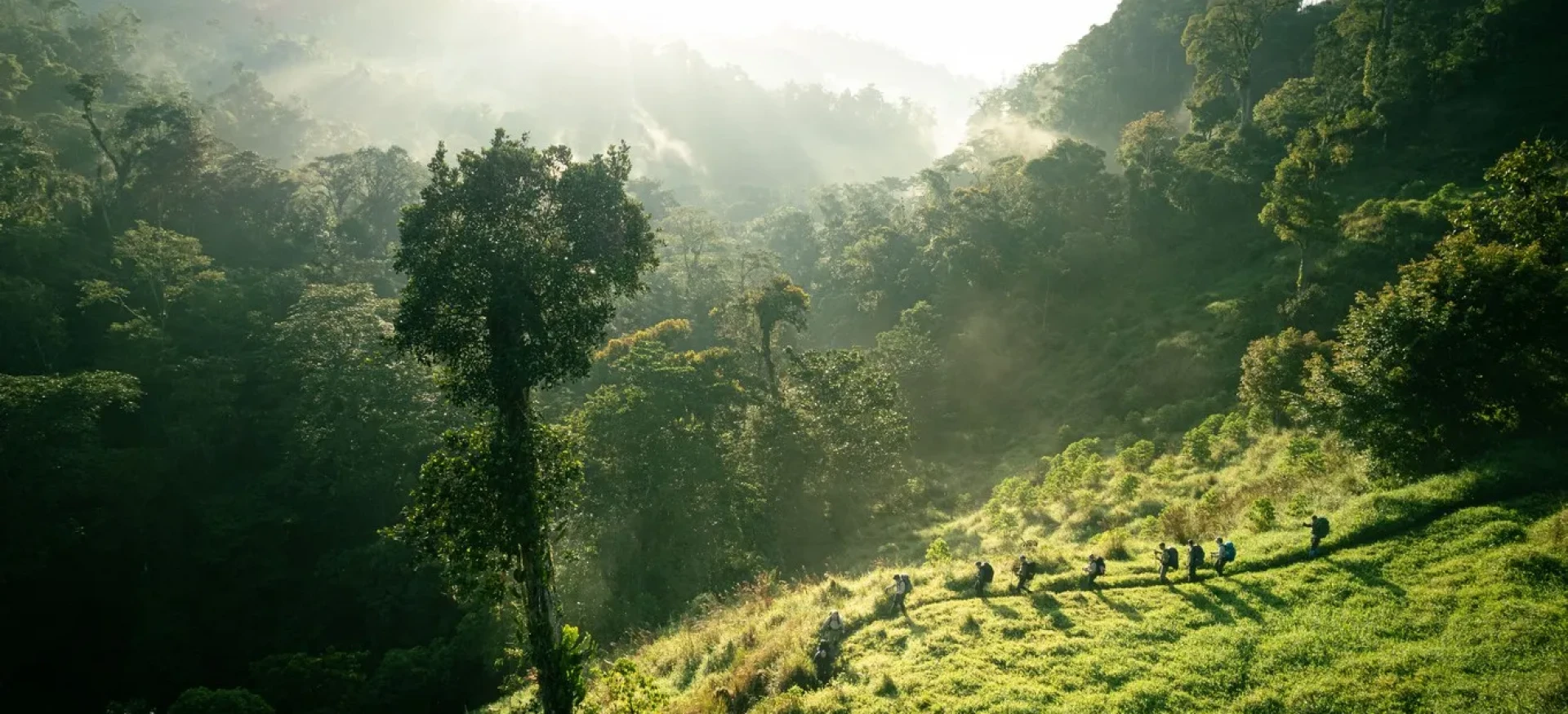 Participants trekking over grassland in sunlit jungle