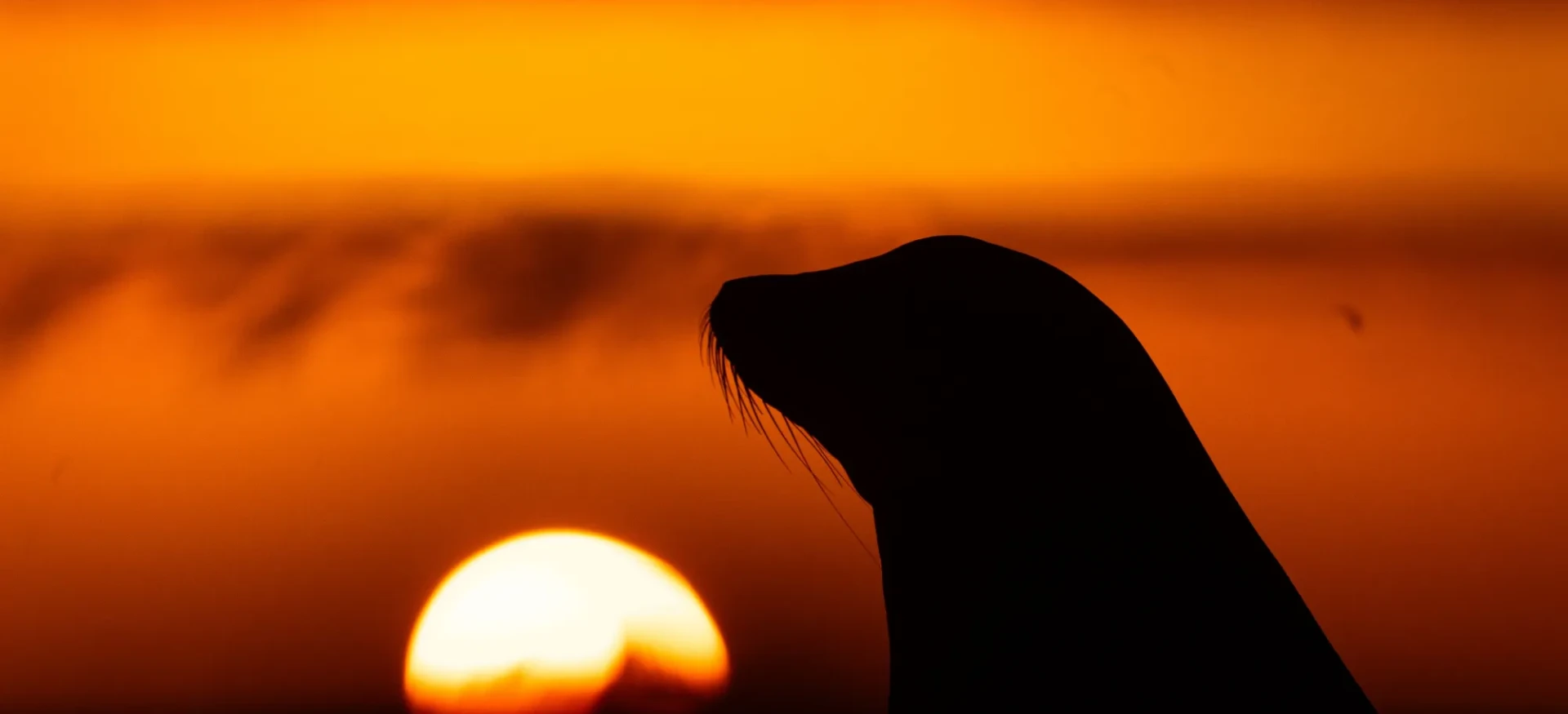Head of seal with low sun and colourful sky behind
