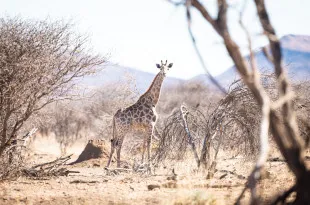 Giraffe standing in dry desert with bare trees