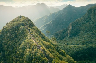 Rocky mountains covered in trees