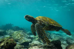 Turtle swimming through clear water