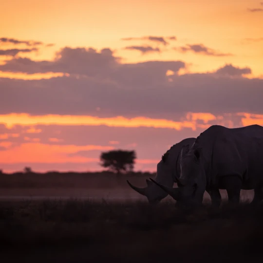 Two rhinos standing beneath colourful sunset