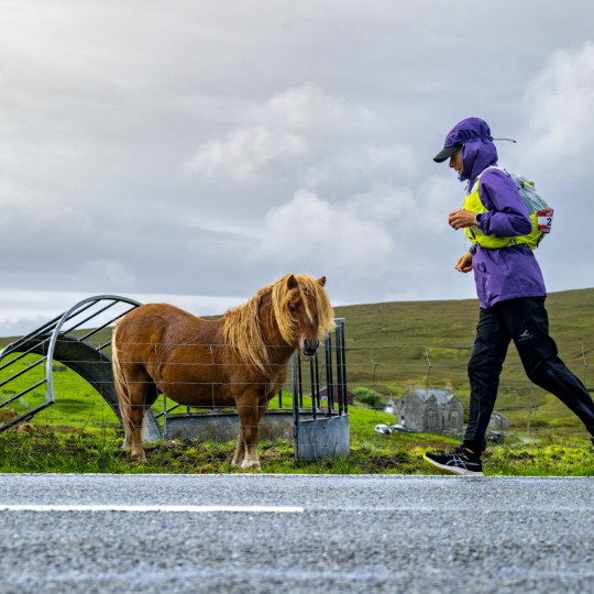 low res shetland-808244