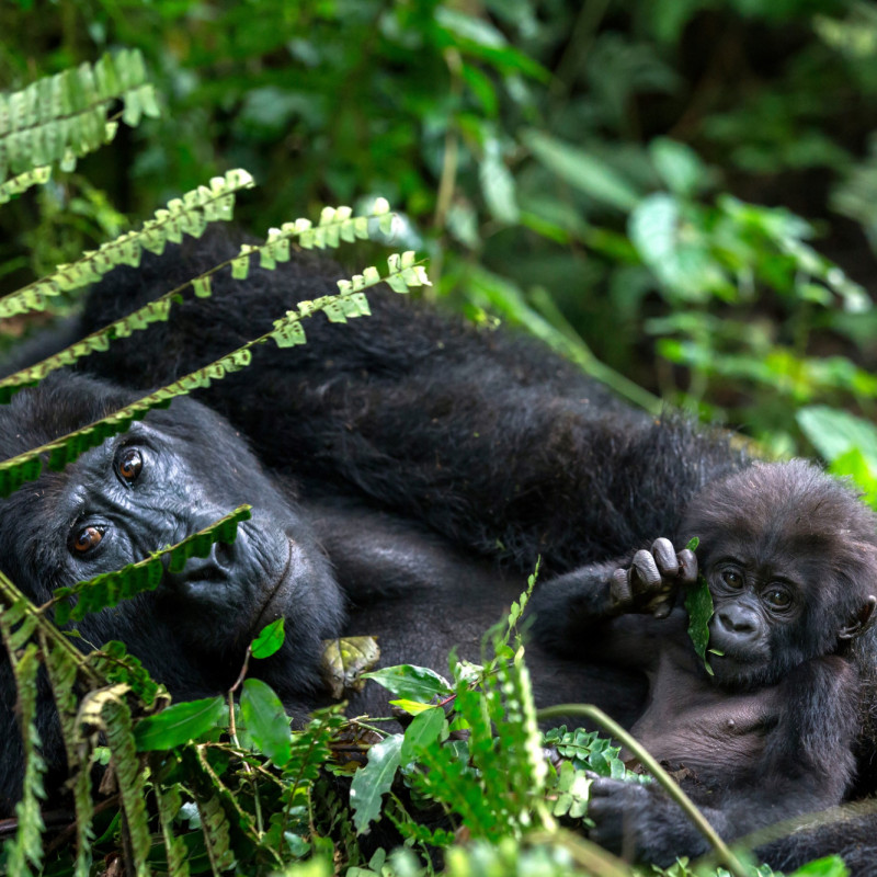 Gorilla mum lying down with her baby in the jungle