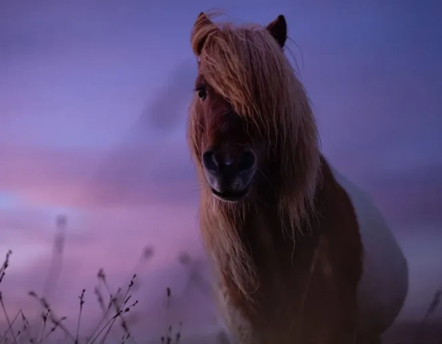Wild pony stood in field and colourful sky in background