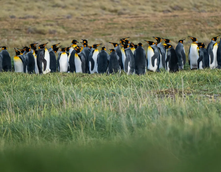 A waddle of penguins stood on grass