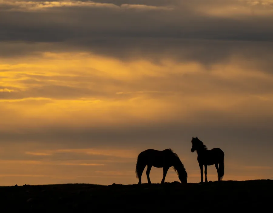 Two silhouettes of horses stood beneath colourful sky