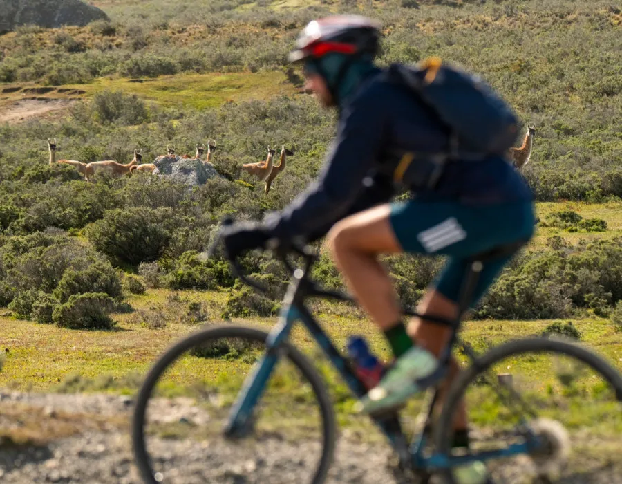 Cyclist riding past greenery and animals