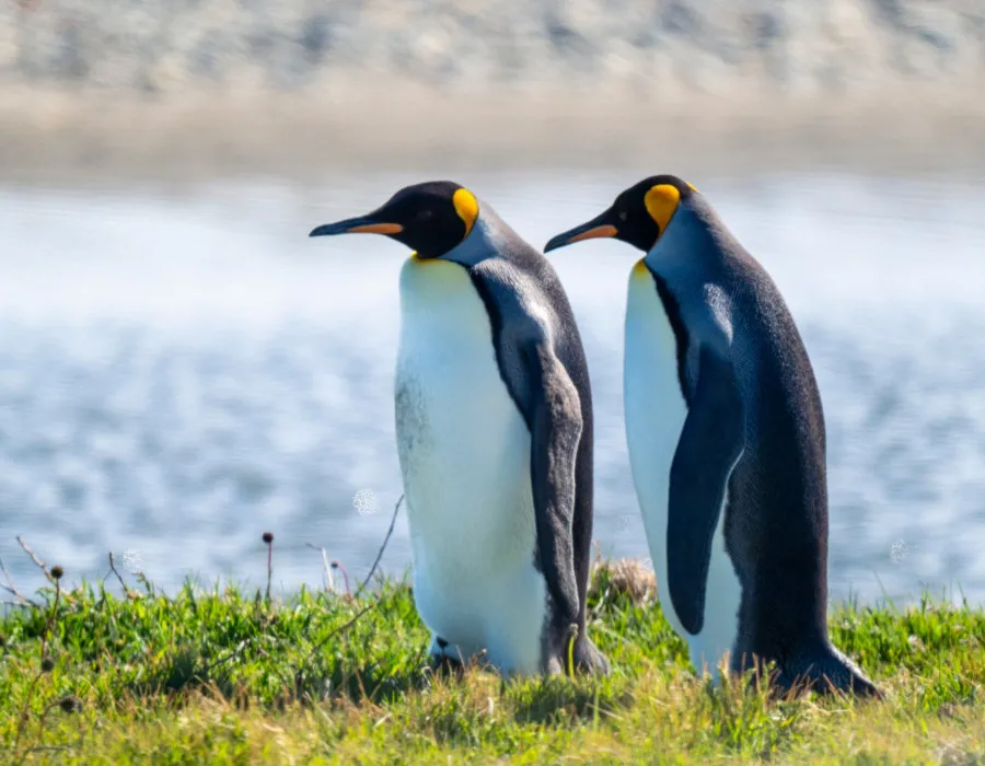 Two penguins stood on grass