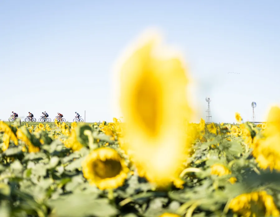 Cyclists riding past colourful field