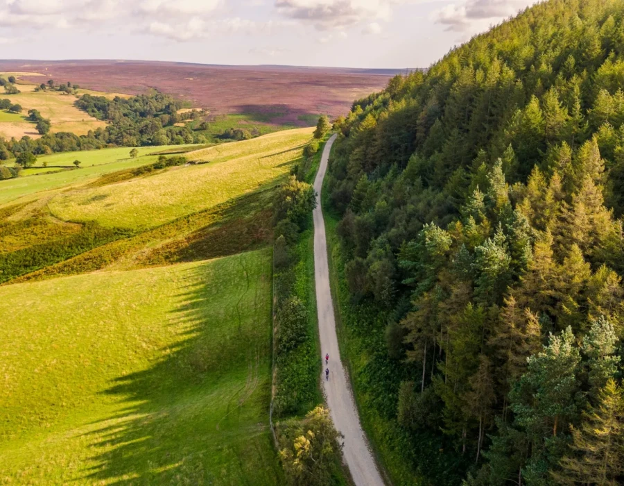 Road running next to forest and fields