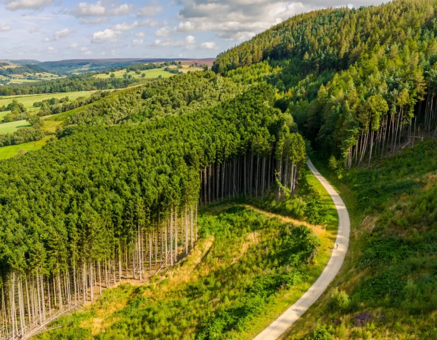 Road winding through forest