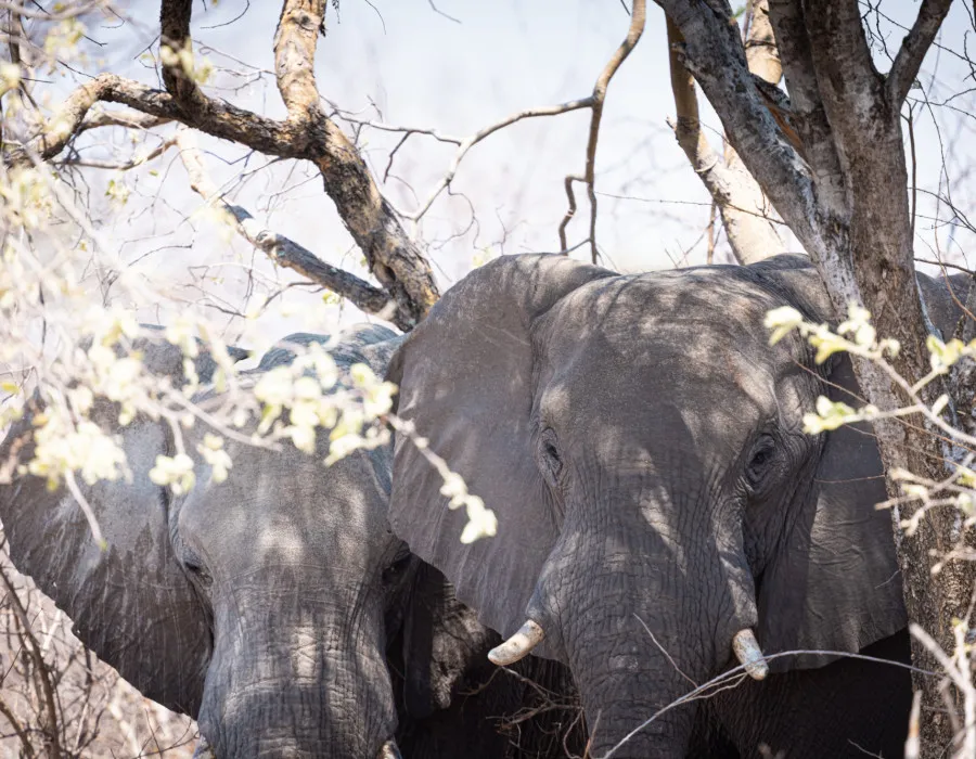 Elephants looking through trees