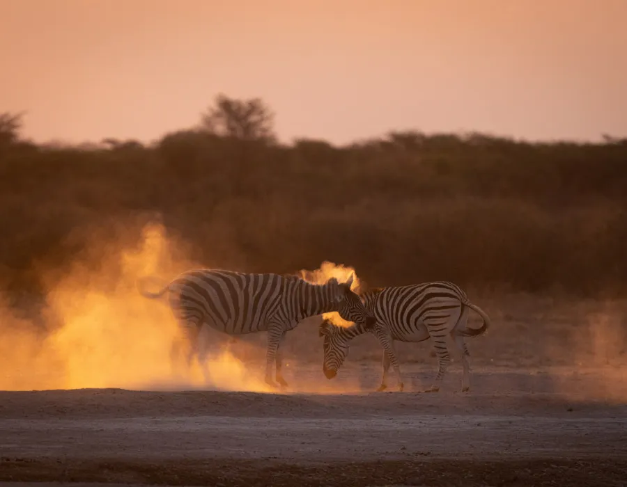 Zebra stood on sandy terrain and surrounded by golden lighting