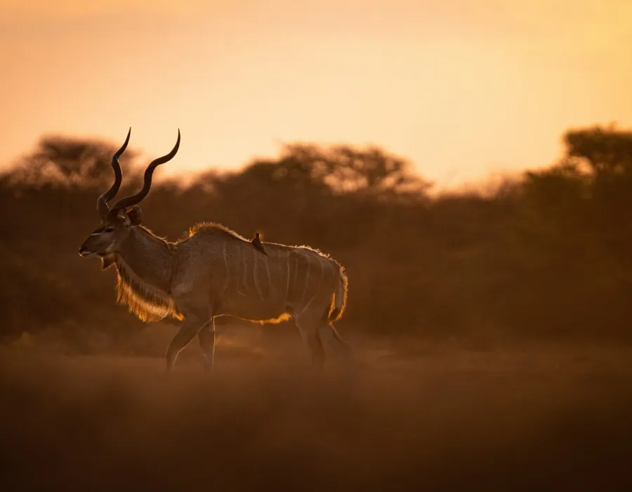 Animal with long spiraled horns and golden sun behind
