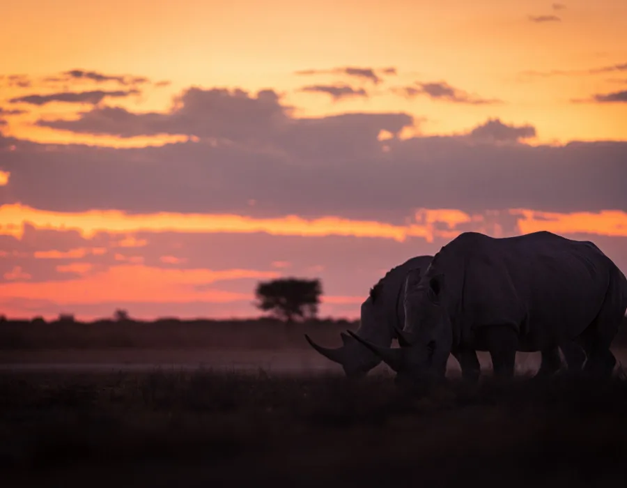 Two rhinos standing beneath colourful sunset
