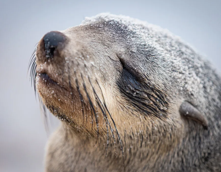 Close up of seal with its eyes closed