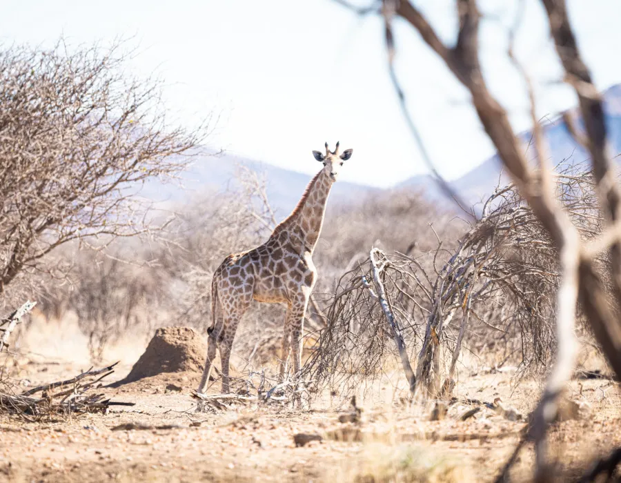 Giraffe standing in dry desert with bare trees