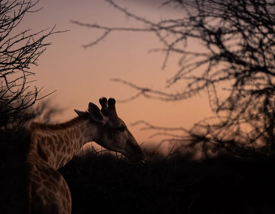 Giraffe standing with branches and pink sky behind