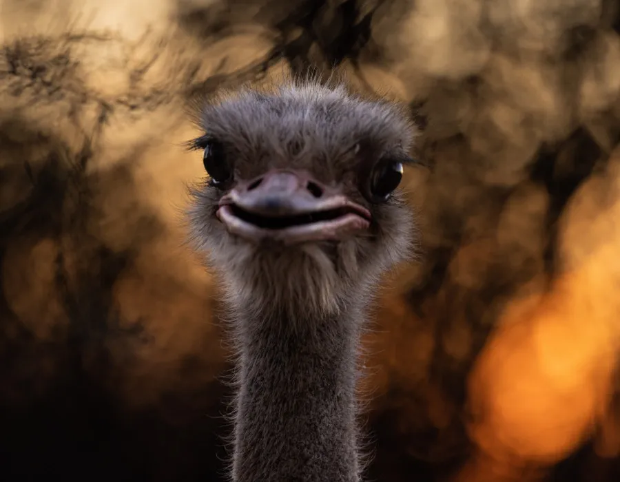 Head of Ostrich and golden background
