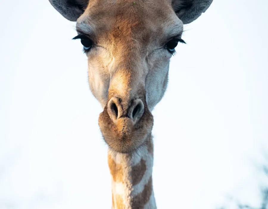 Head of giraffe with blue sky in background