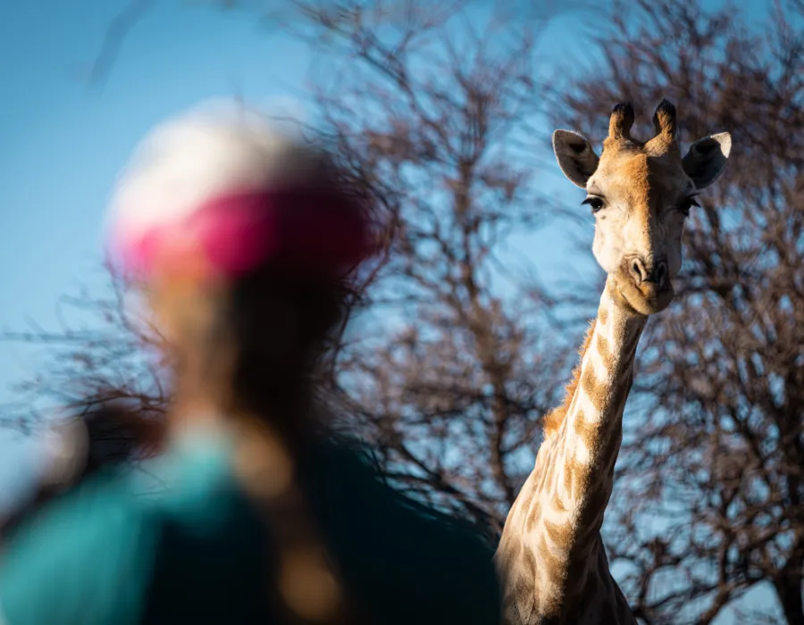 Woman looking up at giraffe