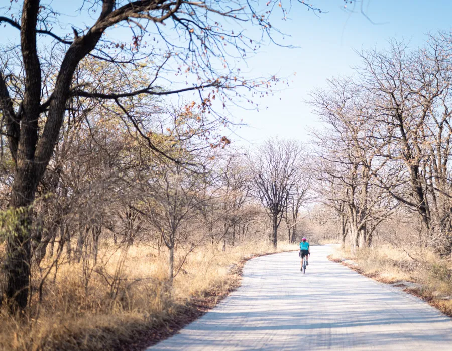 Cyclist riding along road with bare trees either side and blue sky above