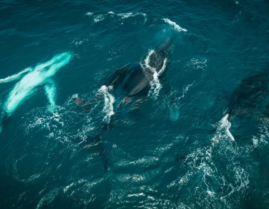 Whales swimming in clear water