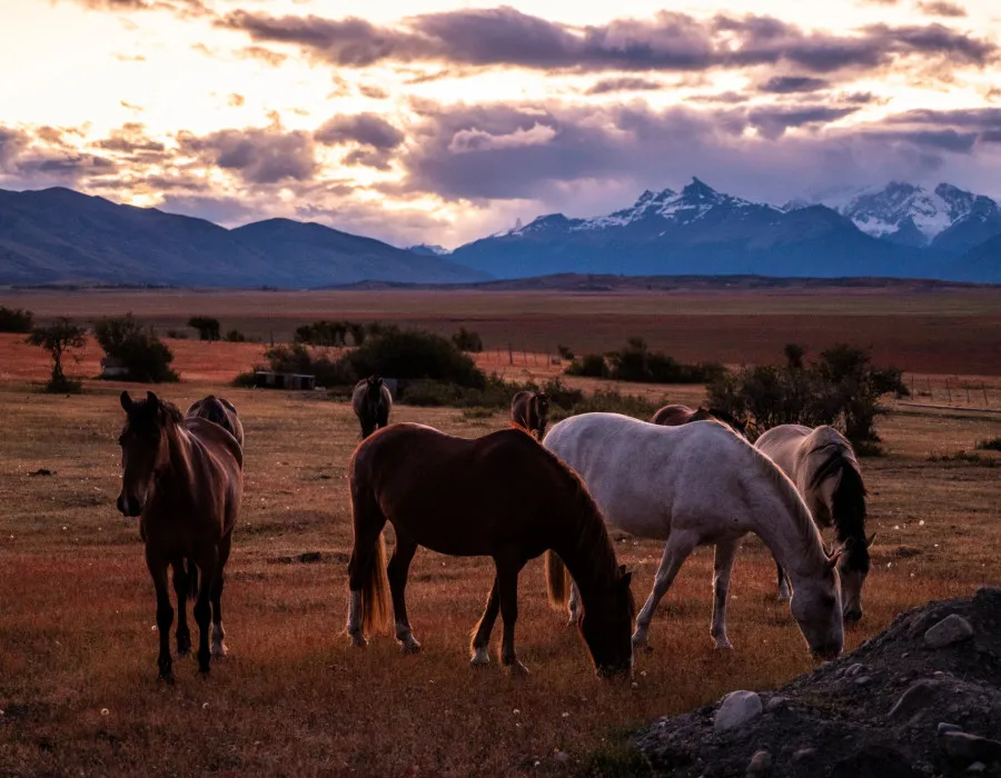 Patagonia_8