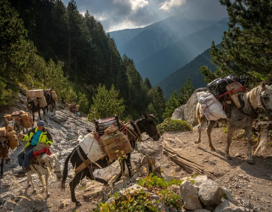 Horses walking up rocky terrain