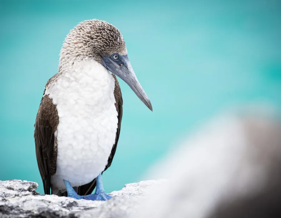Blue-footed booby with white and brown feathers stands on a rocky shoreline