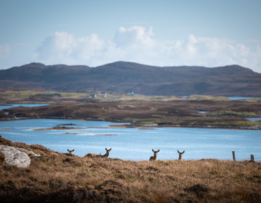 Deer poking their heads over hill with water behind