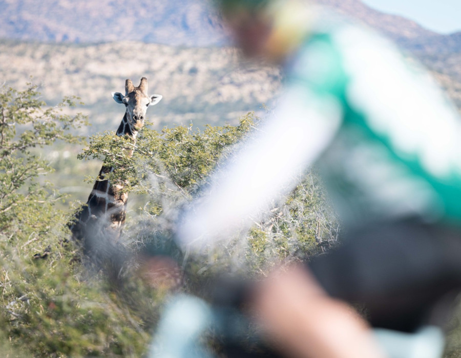 Cyclist riding past giraffe
