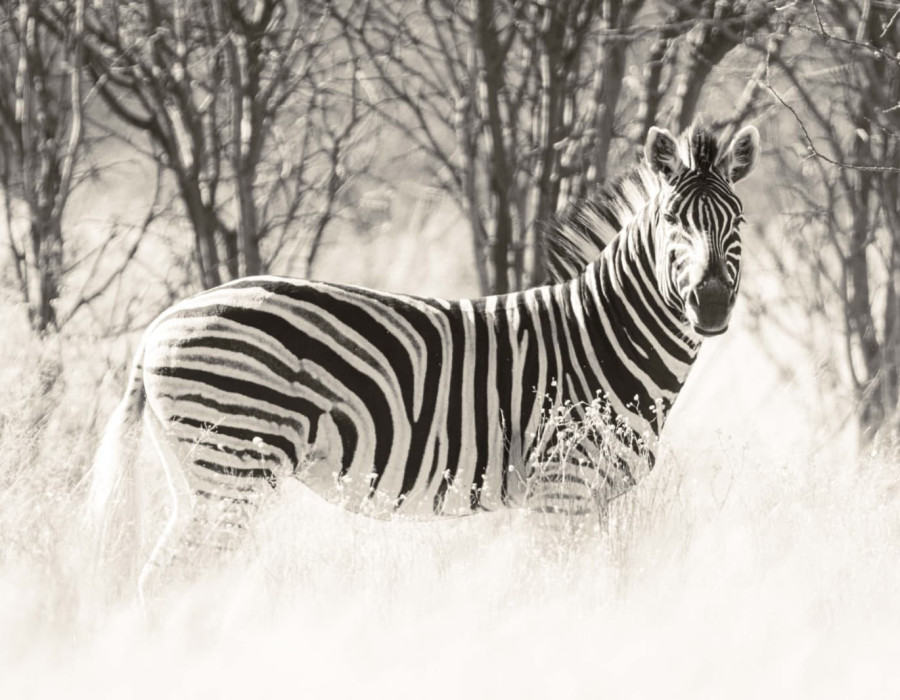 Zebra standing in sunshine with fields behind