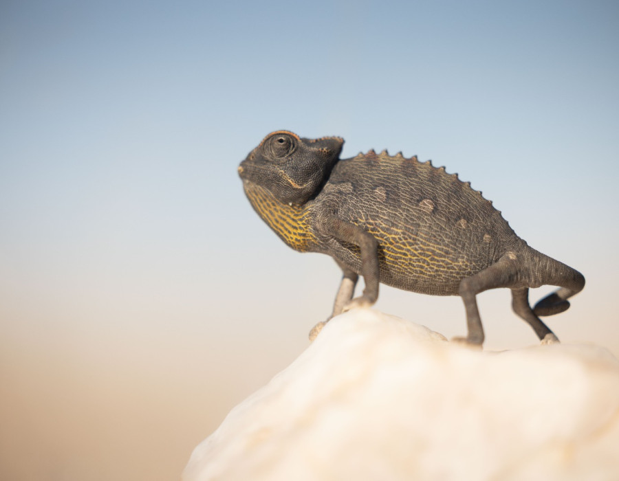 Reptile stood on a rock
